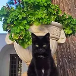 Trulli Con Piscina Privata Hébergement de vacances