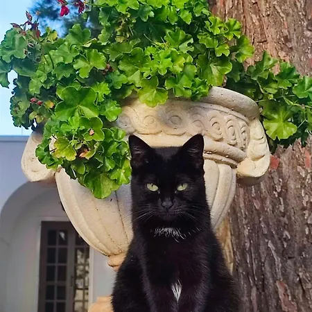Trulli Con Piscina Privata Сasa de vacaciones